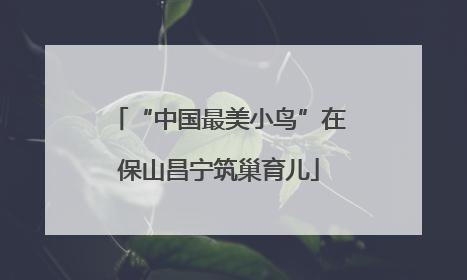 “中国最美小鸟”在保山昌宁筑巢育儿