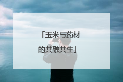 玉米与药材的共融共生