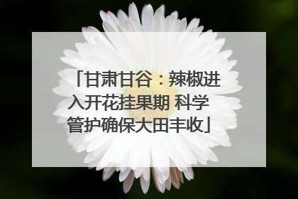 甘肃甘谷：辣椒进入开花挂果期 科学管护确保大田丰收