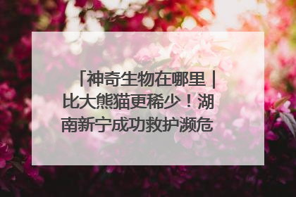神奇生物在哪里｜比大熊猫更稀少！湖南新宁成功救护濒危鸟类海南鳽