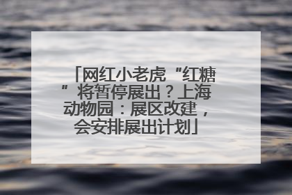 网红小老虎“红糖”将暂停展出？上海动物园：展区改建，会安排展出计划