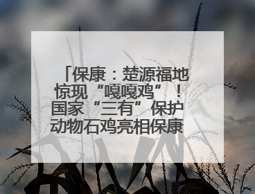 保康：楚源福地惊现“嘎嘎鸡”！国家“三有”保护动物石鸡亮相保康沿河公园