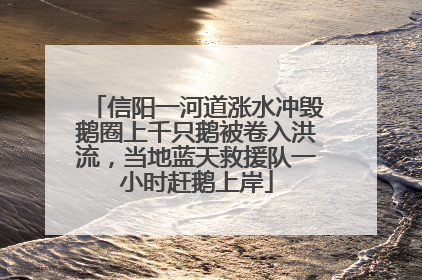 信阳一河道涨水冲毁鹅圈上千只鹅被卷入洪流，当地蓝天救援队一小时赶鹅上岸