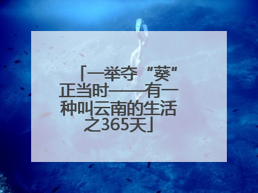 一举夺“葵”正当时——有一种叫云南的生活之365天