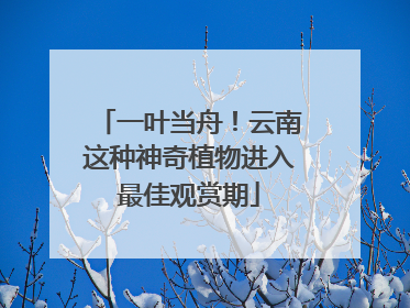 一叶当舟！云南这种神奇植物进入最佳观赏期