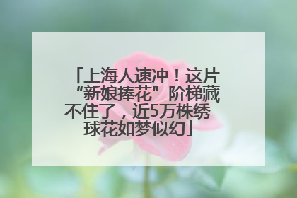 上海人速冲！这片“新娘捧花”阶梯藏不住了，近5万株绣球花如梦似幻
