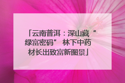 云南普洱：深山藏“绿富密码” 林下中药材长出致富新图景