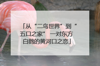 从“二鸟世界”到“五口之家” 一对东方白鹳的黄河口之恋
