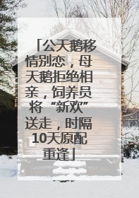 公天鹅移情别恋，母天鹅拒绝相亲，饲养员将“新欢”送走，时隔10天原配重逢