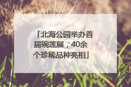北海公园举办首届碗莲展，40余个珍稀品种亮相