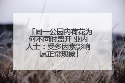 同一公园内荷花为何不同时盛开 业内人士：受多因素影响 属正常现象