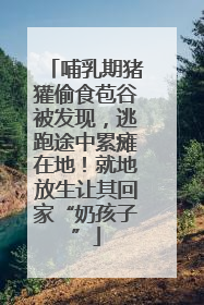 哺乳期猪獾偷食苞谷被发现，逃跑途中累瘫在地！就地放生让其回家“奶孩子”