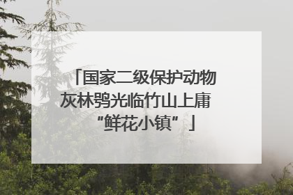 国家二级保护动物灰林鸮光临竹山上庸“鲜花小镇”