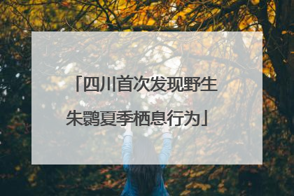 四川首次发现野生朱鹮夏季栖息行为