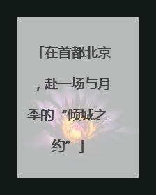 在首都北京，赴一场与月季的“倾城之约”