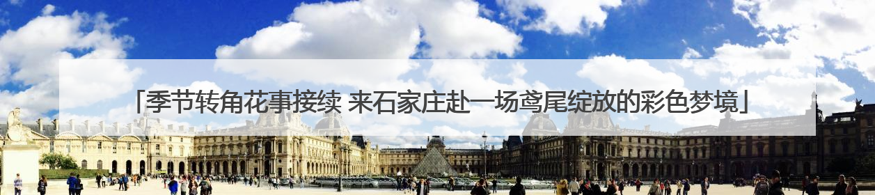 季节转角花事接续 来石家庄赴一场鸢尾绽放的彩色梦境