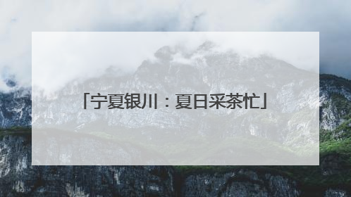 宁夏银川：夏日采茶忙