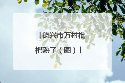 德兴市万村枇杷熟了（图）