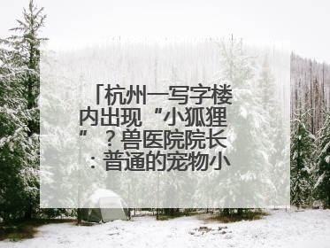 杭州一写字楼内出现“小狐狸”？兽医院院长：普通的宠物小狗，像狐狸犬