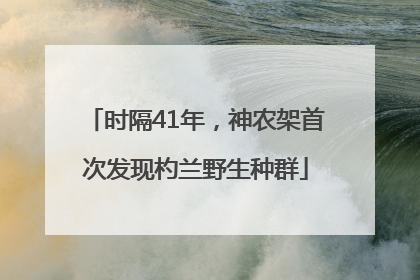 时隔41年，神农架首次发现杓兰野生种群