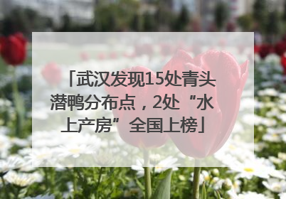 武汉发现15处青头潜鸭分布点，2处“水上产房”全国上榜
