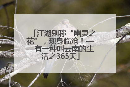 江湖别称“幽灵之花”，现身临沧！——有一种叫云南的生活之365天