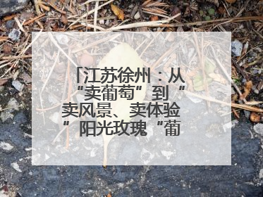 江苏徐州:从“卖葡萄”到“卖风景、卖体验”阳光玫瑰“葡”就致富路