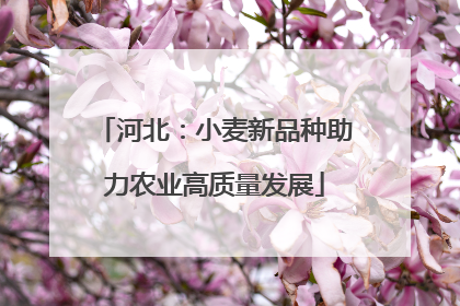 河北：小麦新品种助力农业高质量发展
