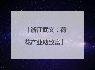 浙江武义：荷花产业助致富