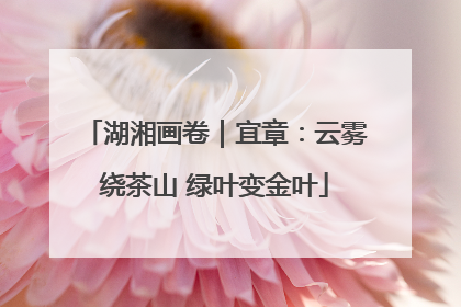 湖湘画卷｜宜章：云雾绕茶山 绿叶变金叶