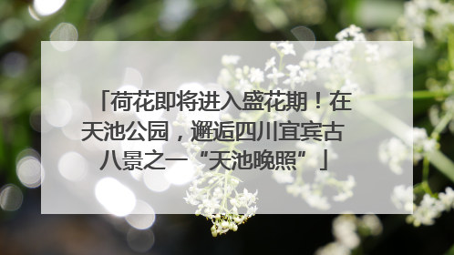 荷花即将进入盛花期！在天池公园，邂逅四川宜宾古八景之一“天池晚照”