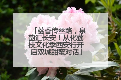 荔香传丝路，泉韵汇长安！从化荔枝文化季西安行开启双城甜蜜对话