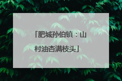 肥城孙伯镇：山村油杏满枝头