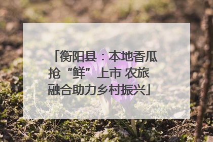 衡阳县：本地香瓜抢“鲜”上市 农旅融合助力乡村振兴
