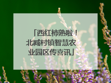西红柿熟啦！北臧村镇智慧农业园区传喜讯