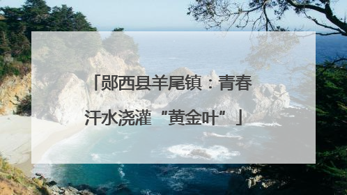 郧西县羊尾镇：青春汗水浇灌“黄金叶”