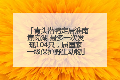 青头潜鸭定居淮南焦岗湖 最多一次发现104只，属国家一级保护野生动物
