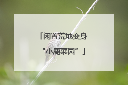 闲置荒地变身“小鹿菜园”