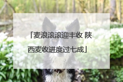 麦浪滚滚迎丰收 陕西麦收进度过七成