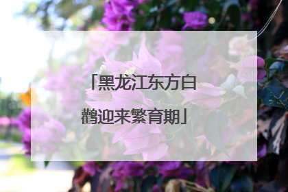 黑龙江东方白鹳迎来繁育期