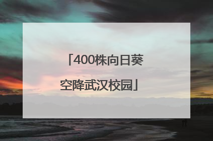 400株向日葵空降武汉校园